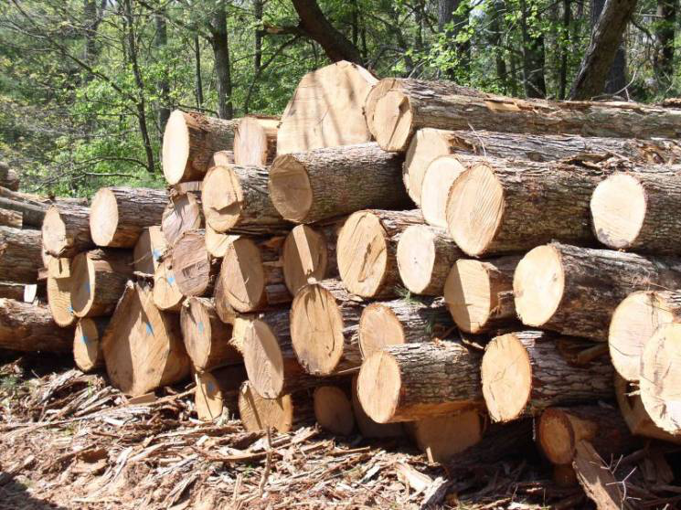 Дерев’яні схеми або чергові збитки для держави